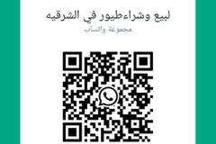 للبيع طيور بادجي