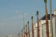 لتركيب الشبوك وتوريد وزراعة النخيل