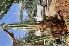 امقاول نخيل صيانه وتوريد ابوعامر