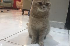 قط سكوتش ستريت