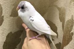 للبيع طير بادجي