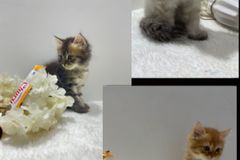 قطط للبيع جدة ٤شهور