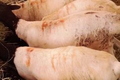 برابر طيبة للبيع – الباحة 🐏