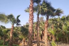 نخل واشنطن زينه للبيع واشنطونيا امريكي