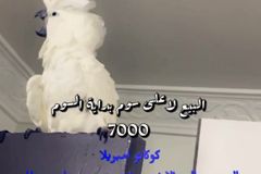 كوكاتو امبريلا اليف جدا ذكر محلل