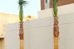 مقاول شبوك ونخيل وثراث 0530866243