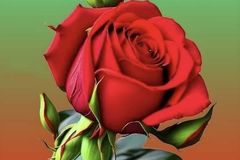 حجر اسمنت بورد