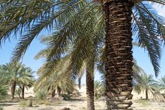 نخل وشبوك وتوريد